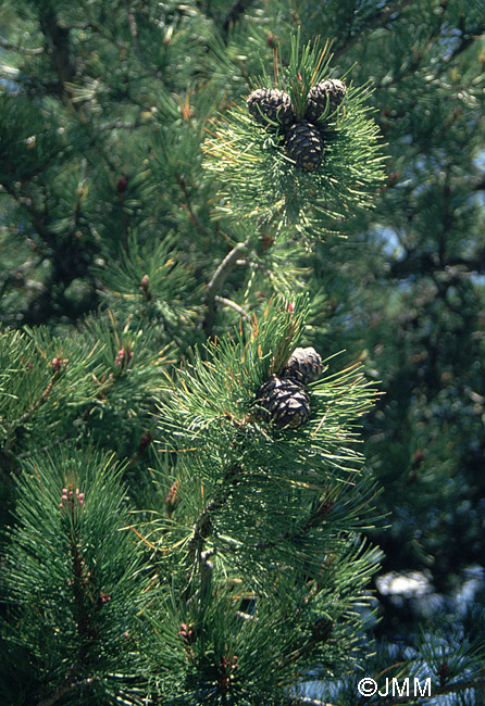 Pinus cembra