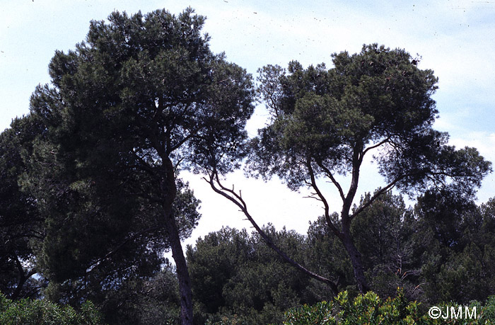 Pinus halepensis