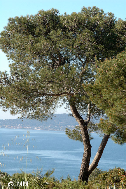 Pinus halepensis