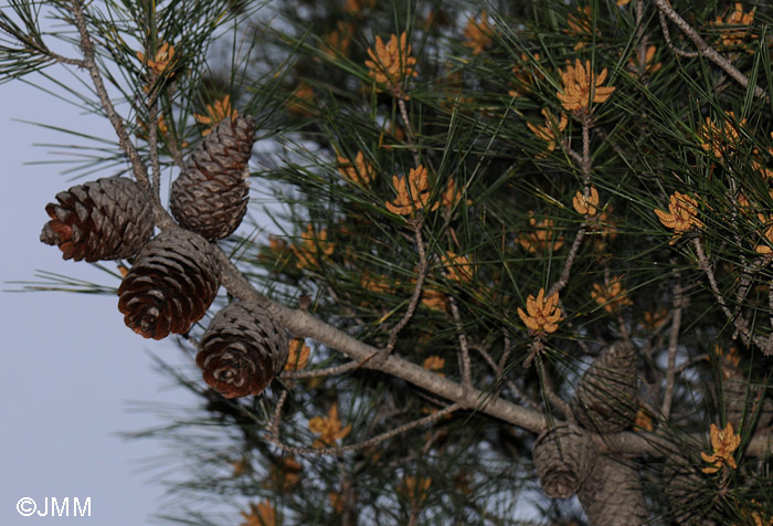 Pinus halepensis