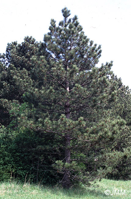 Pinus nigra