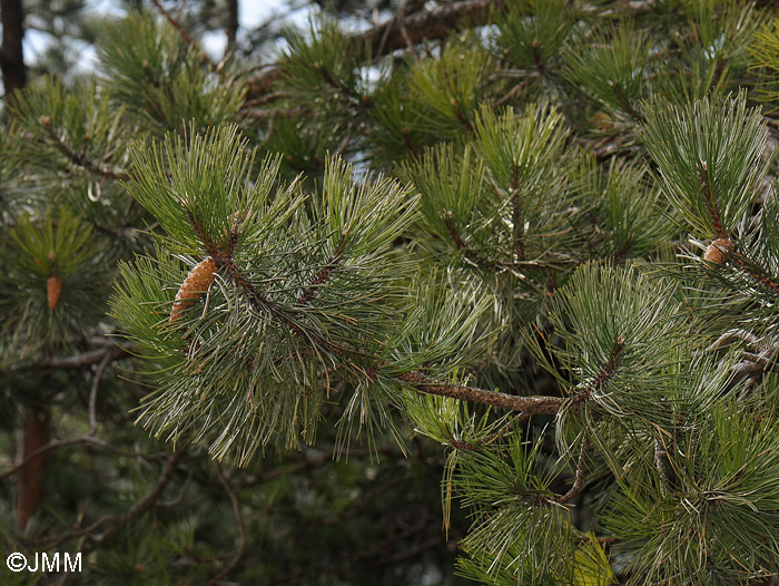 Pinus nigra