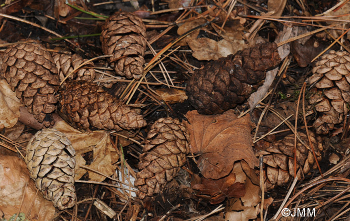 Pinus nigra : cnes