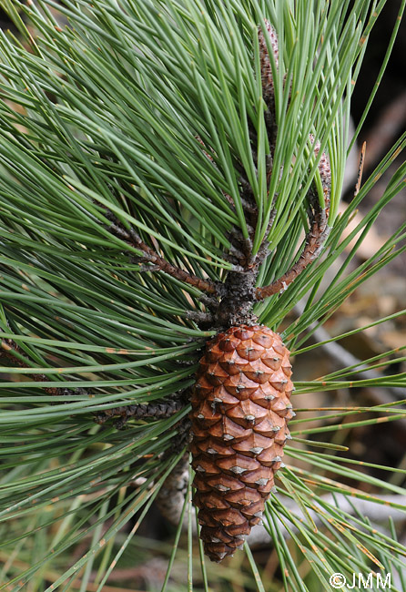 Pinus pinaster subsp. atlantica