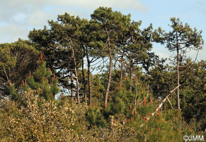 Pinus pinaster subsp. atlantica