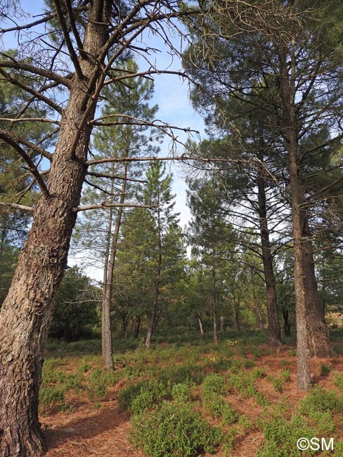 Pinus pinaster subsp. pinaster