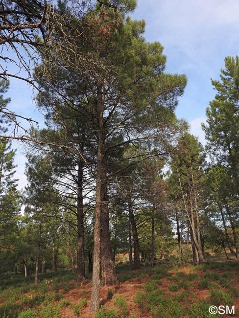 Pinus pinaster subsp. pinaster