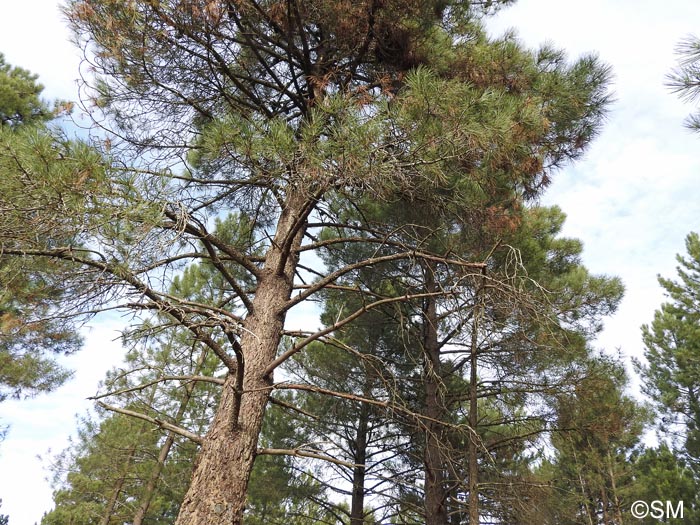 Pinus pinaster subsp. pinaster