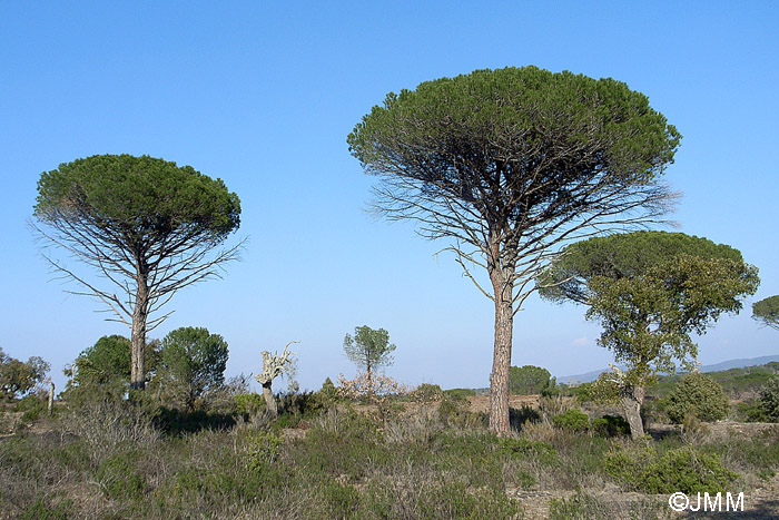 Pinus pinea