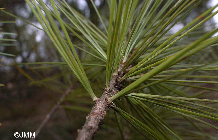 Pinus strobus