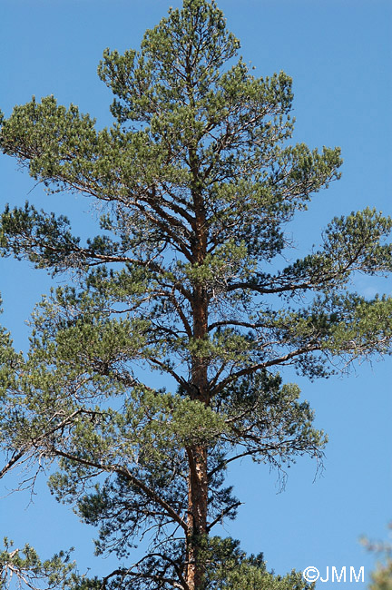 Pinus sylvestris