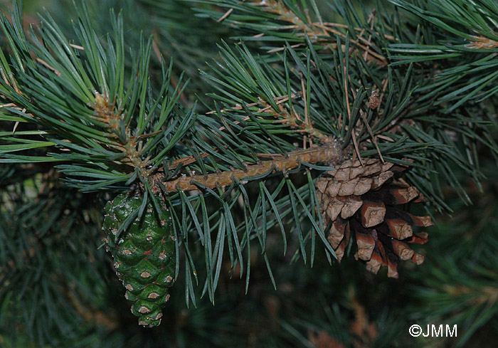 Pinus sylvestris