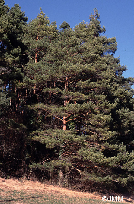 Pinus sylvestris