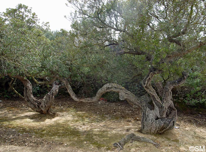 Pistacia chia