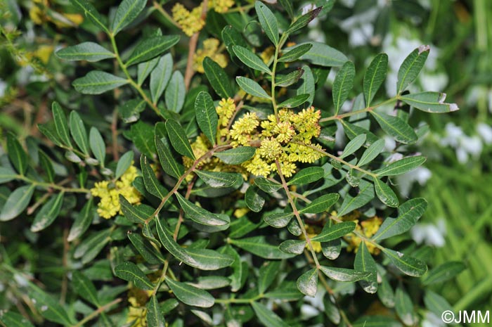 Pistacia lentiscus