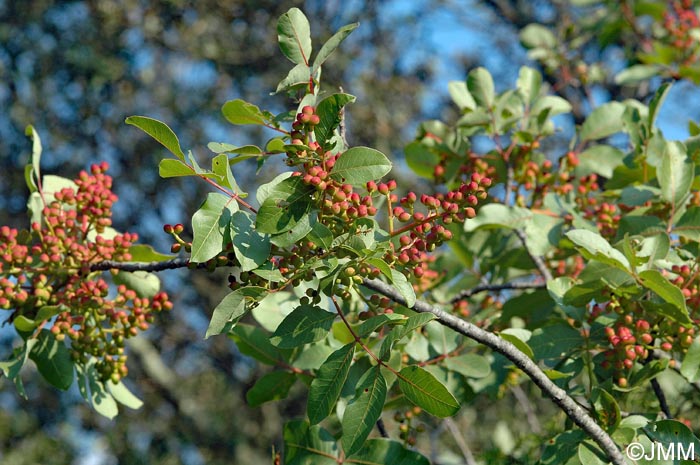 Pistacia terebinthus