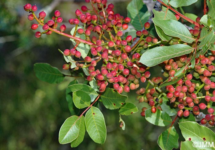 Pistacia terebinthus