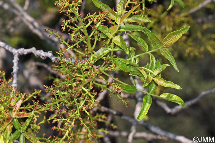 Pistacia terebinthus