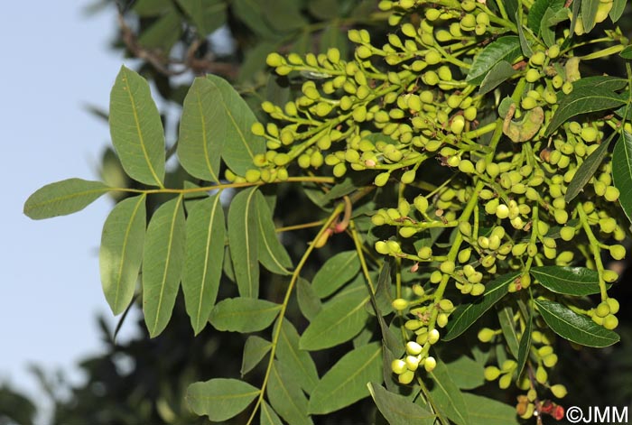 Pistacia terebinthus