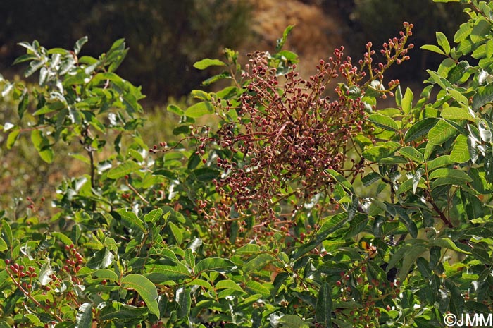 Pistacia terebinthus