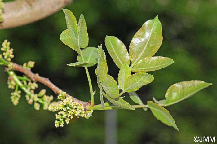 Pistacia vera