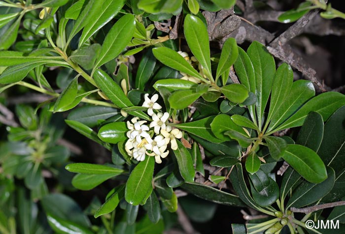 Pittosporum tobira