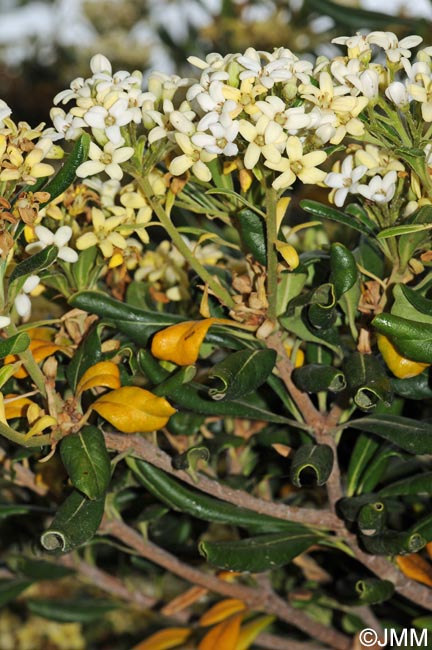 Pittosporum tobira