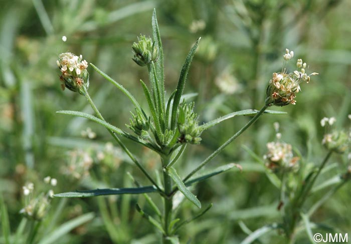 Plantago afra