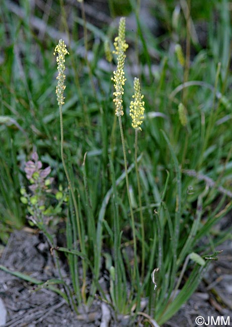 Plantago alpina