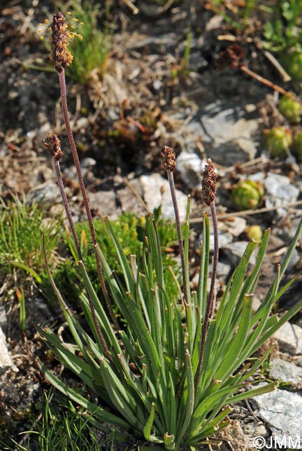 Plantago alpina