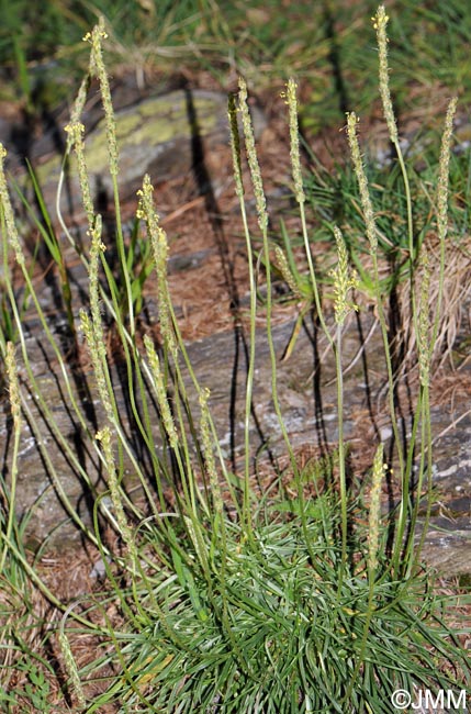 Plantago alpina