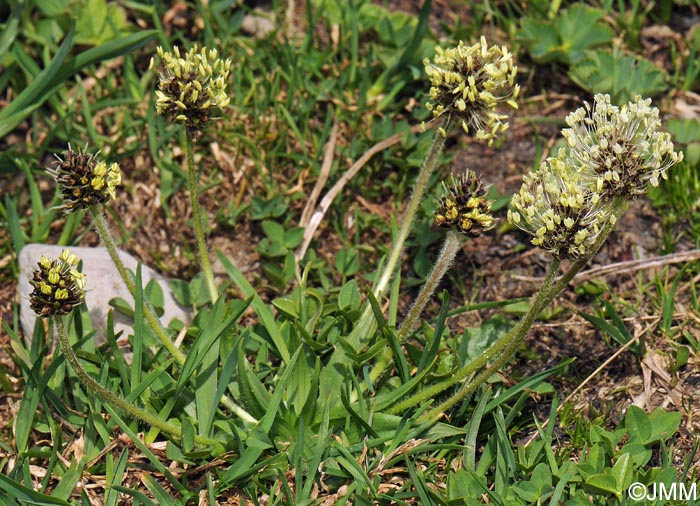 Plantago atrata