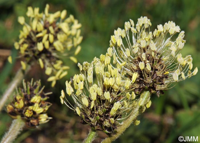 Plantago atrata