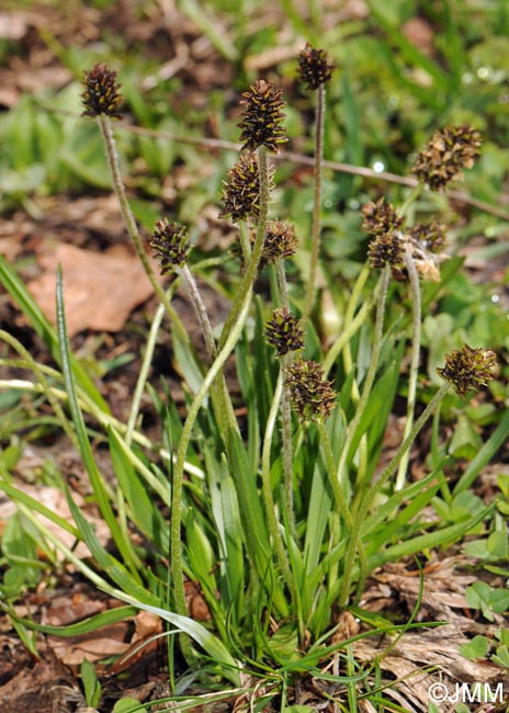 Plantago atrata