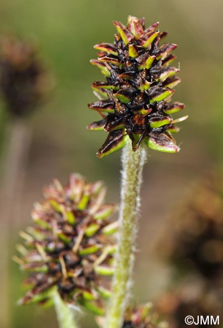 Plantago atrata