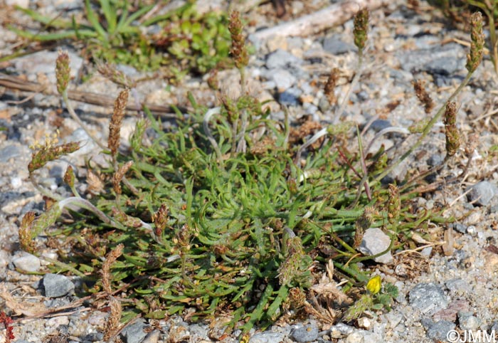 Plantago coronopus