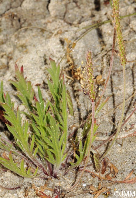 Plantago coronopus