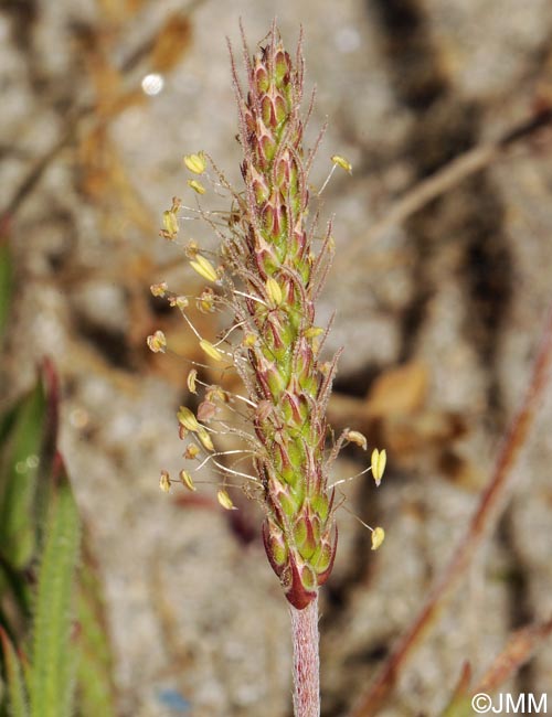 Plantago coronopus