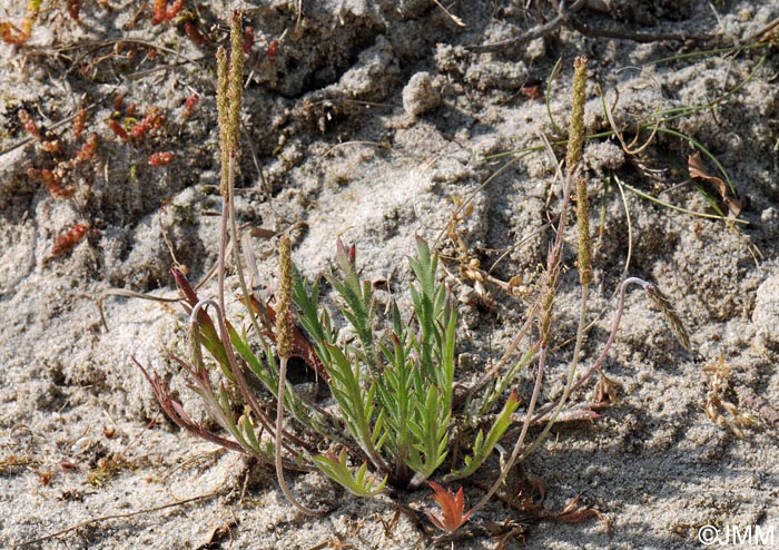 Plantago coronopus