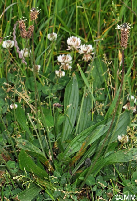 Plantago lanceolata