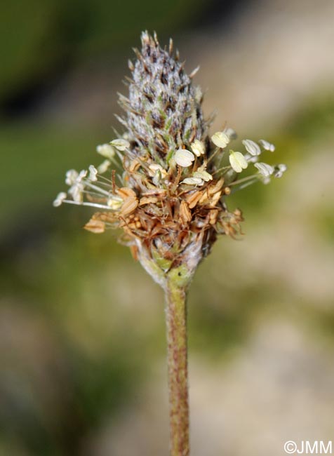 Plantago lanceolata