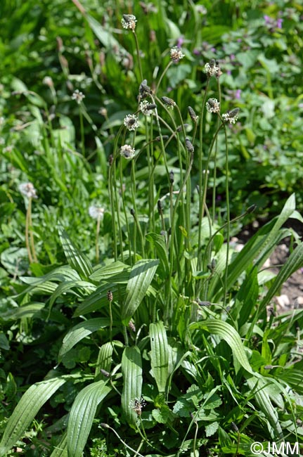 Plantago lanceolata