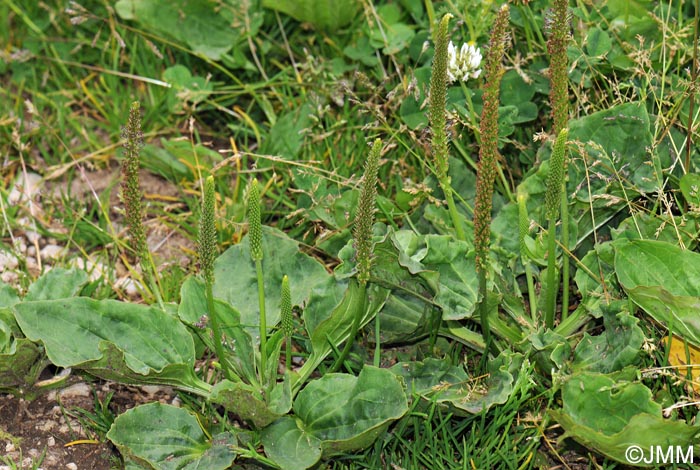 Plantago major