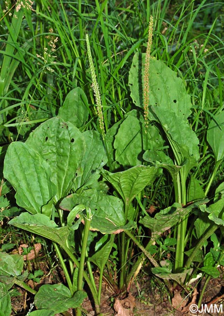 Plantago major