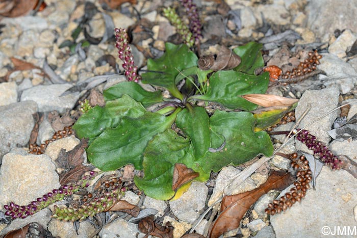 Plantago major subsp. pleiosperma