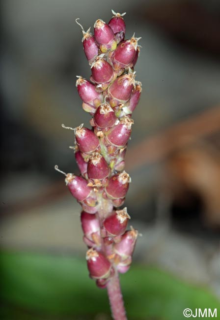 Plantago major subsp. pleiosperma