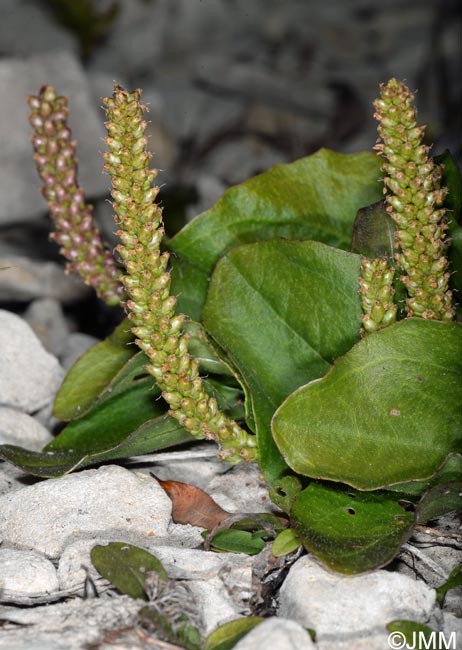 Plantago major subsp. pleiosperma