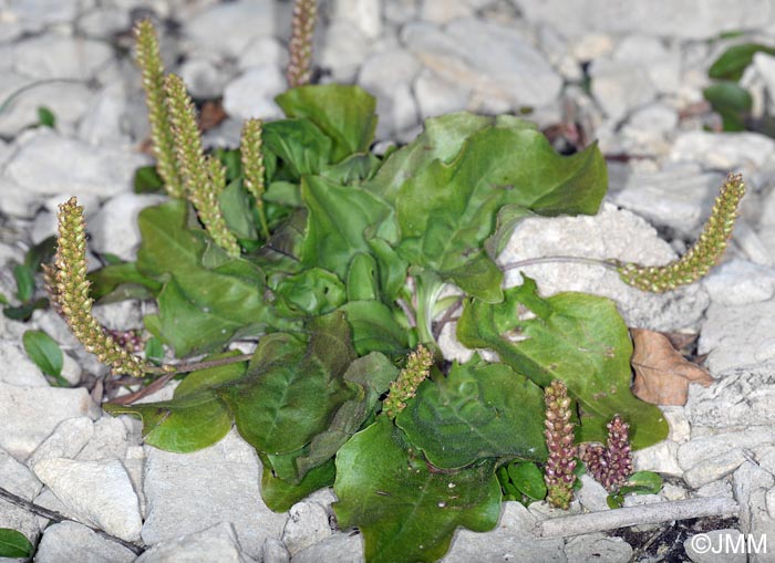 Plantago major subsp. pleiosperma