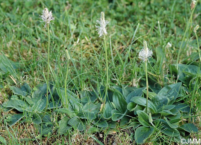 Plantago media