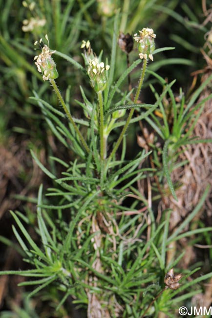 Plantago sempervirens